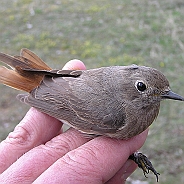 Svart rödstjärt, Sundre 20050511